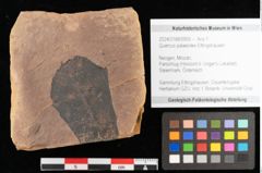 Foto (Objekt + Etikett) von Quercus palaeoilex Ettingshausen (NHMW-GEO-2024-0188-0955)